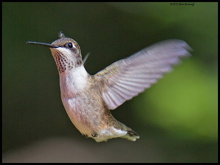 _3SB7755 rufous hummingbird female.jpg
